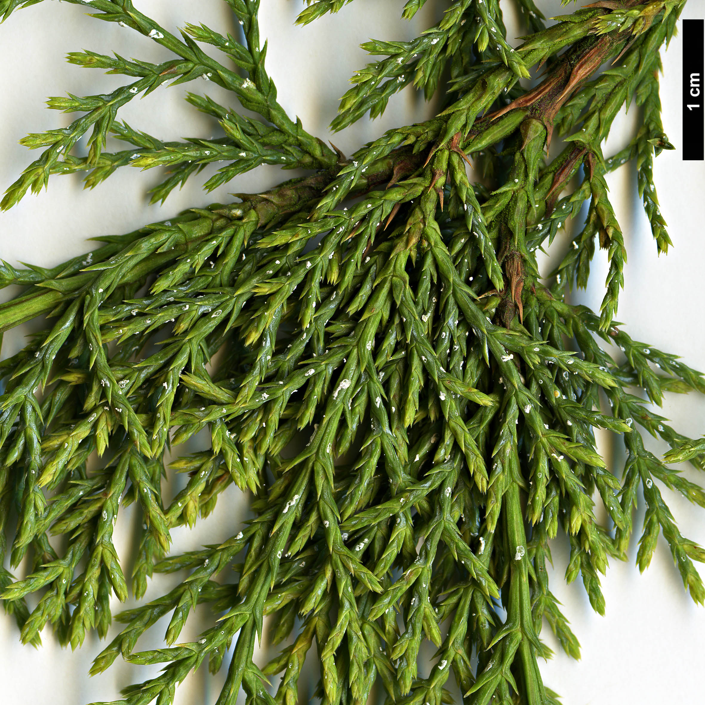 High resolution image: Family: Cupressaceae - Genus: Juniperus - Taxon: deppeana - SpeciesSub: var. sperryi